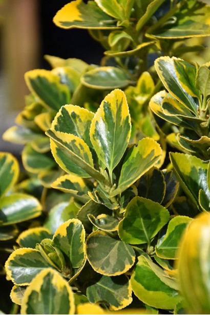 Бруслина на штамбі